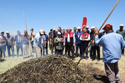 Adıyaman'da firik buğdayı hasadı başladı