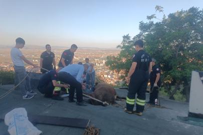 Afyonkarahisar'da bir evin çatısında sıkışan ineği itfaiye kurtardı