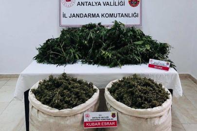 Esrar ve kenevir operasyonu