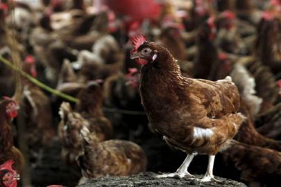 Kuş gribi son kıtanın da kapısını çaldı: H5N1 Avustralyaya ulaştı