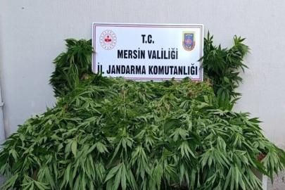 Mersin'de ormanlık alanda kenevir operasyonu: 2 şüpheli tutuklandı