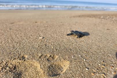 2026'nın ilk caretta yavruları denizle buluştu