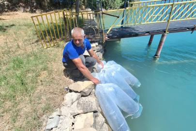 400 bin yavru balık suya bırakıldı