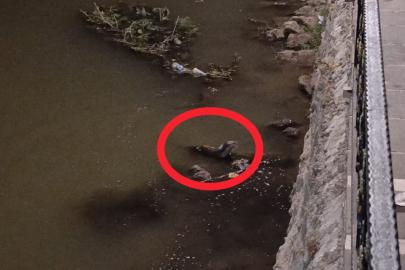 Diyarbakır'da On Gözlü Köprü yakınlarında su samuru görüldü