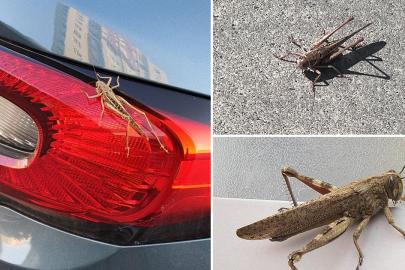 İstanbul'u saran dev çekirgeler için Bakanlıktan açıklama